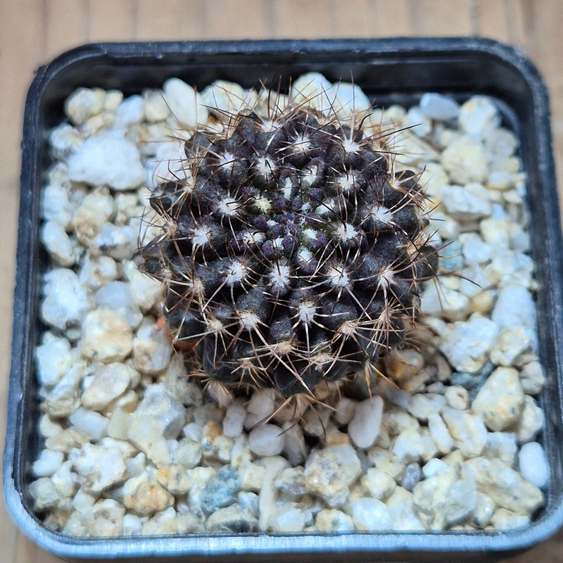 VVG39513 Neochilenia crispa , seedling – Bild 2