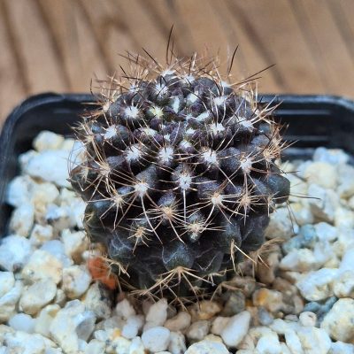 VVG39513 Neochilenia crispa  , seedling