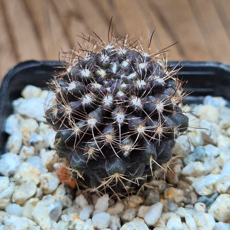 VVG39513 Neochilenia crispa , seedling