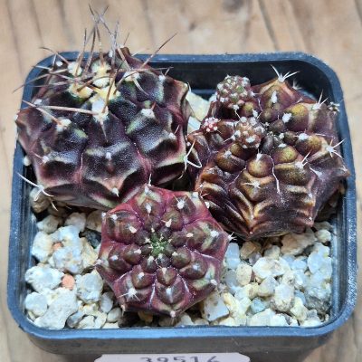 VVG39514 Gymnocalycium mihanovichii ‘Day dream’, seedling 3 plants