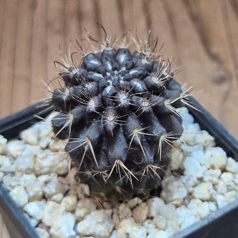 VVG39516 Neochilenia crispa , seedling