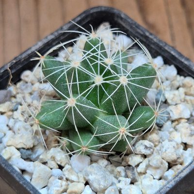 VVG39517 Mammillaria longimamma seedling