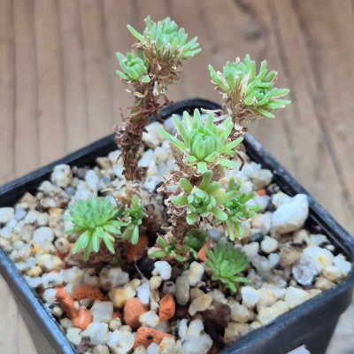 VVG39518 Sedum multiceps