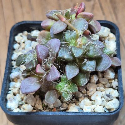 VVG39519 Anacampseros retusa -Steinkopf- 2 plants seedling