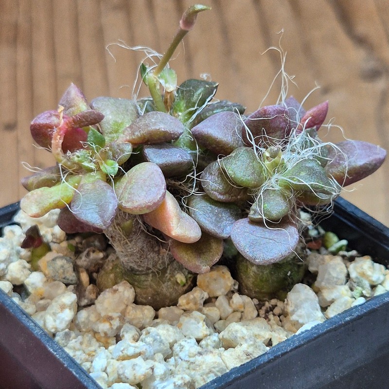 VVG39519 Anacampseros retusa -Steinkopf- 2 plants seedling – Bild 2