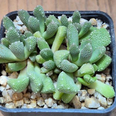 VVG39520 Aloinopsis luckhoffii  2 plants seedling