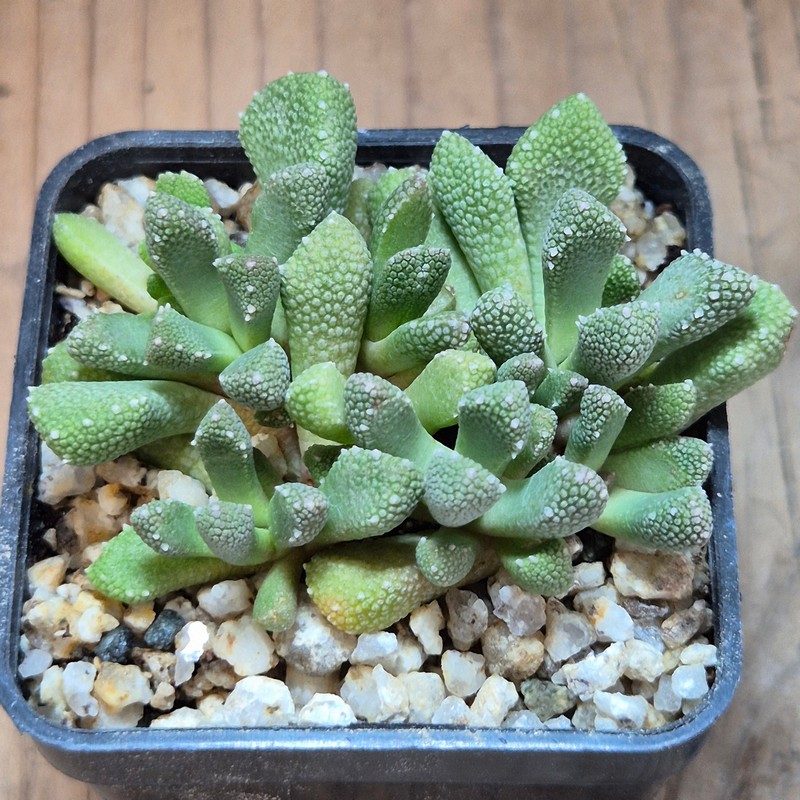 VVG39520 Aloinopsis luckhoffii 2 plants seedling – Bild 2