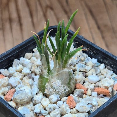 VVG39522 Ornithogalum lithopsoides