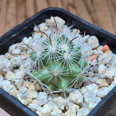 VVG39523 Mammillaria boolii seedling