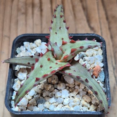 VVG39524 Aloe castilloniae seedling