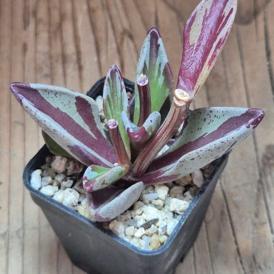 VVG39525 Lenophyllum gutatum f.variegata