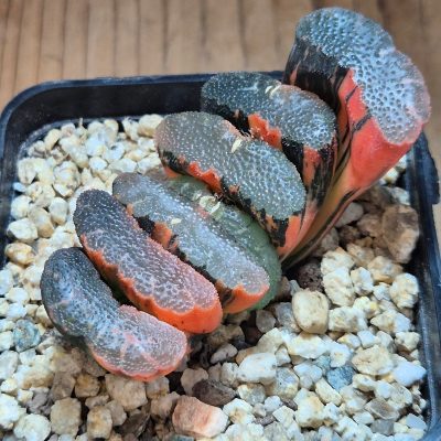 VVG39528 Haworthia truncata f. variegata