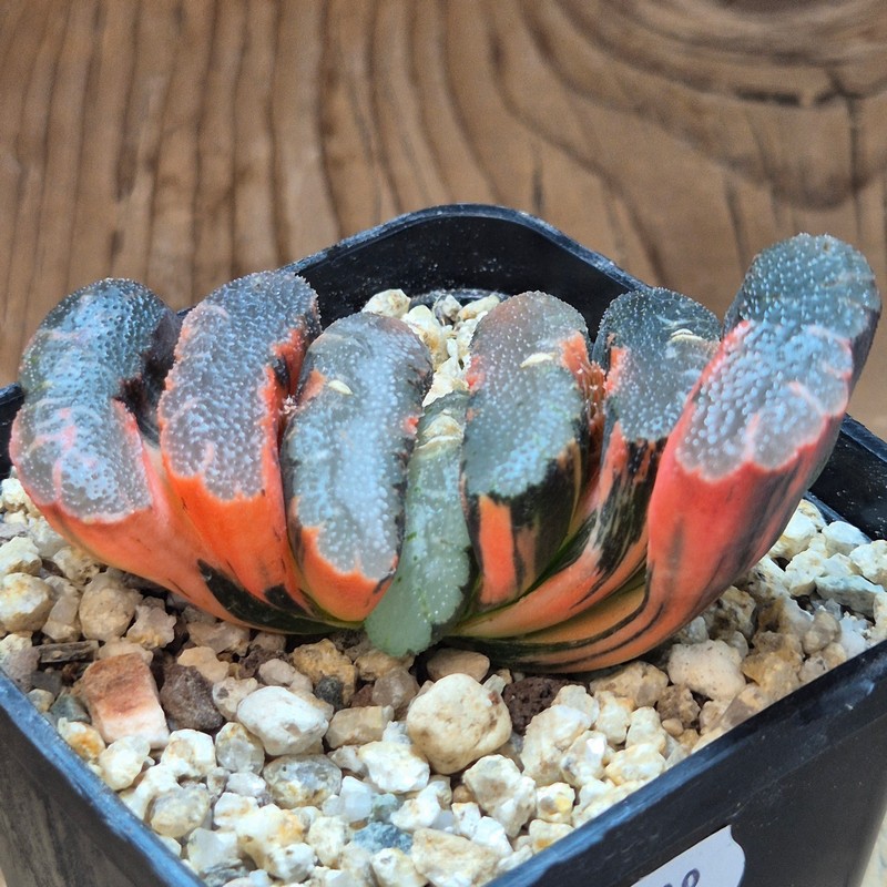 VVG39528 Haworthia truncata f. variegata - Image 2