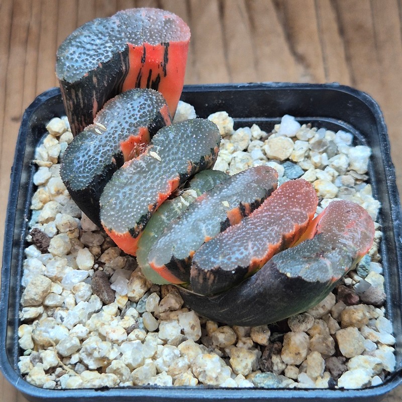 VVG39528 Haworthia truncata f. variegata - Image 3