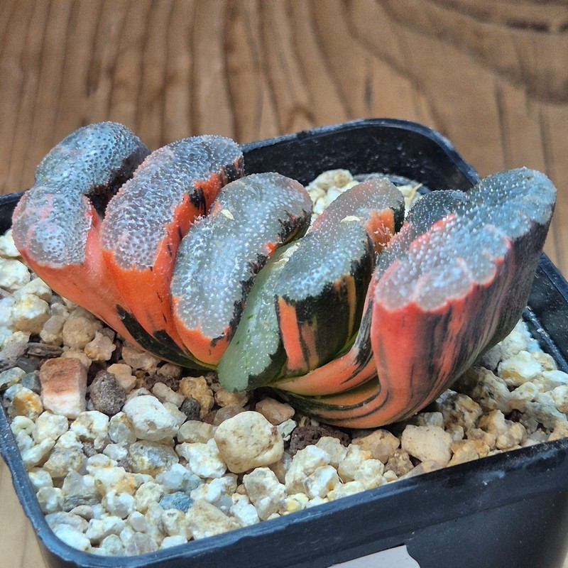 VVG39528 Haworthia truncata f. variegata - Image 4