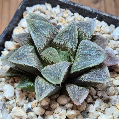 VVG39529 Haworthia splendens hybrid