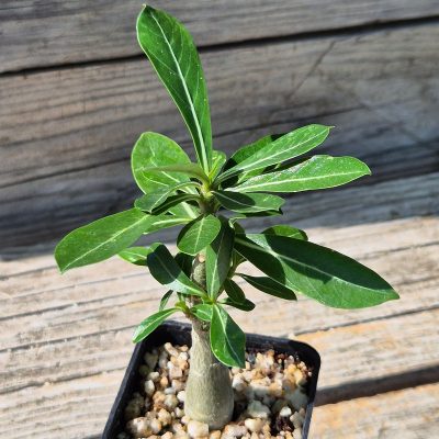 VVG39530 Adenium obesum hybrid mix  seedling