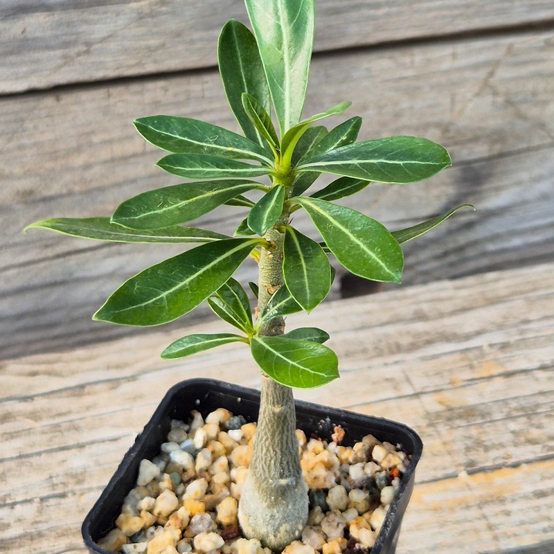 VVG39531 Adenium obesum hybrid mix seedling - Image 2