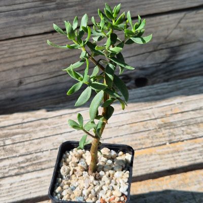 VVG39532  Crassula sarcocaulis