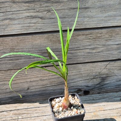 VVG39533 Ledebouria crispa