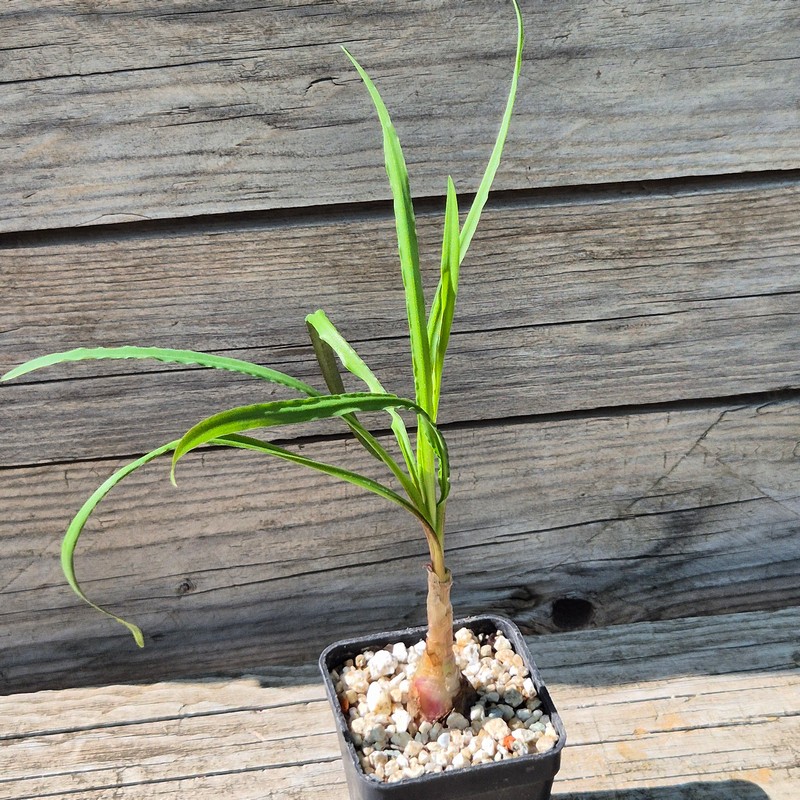 VVG39533 Ledebouria crispa
