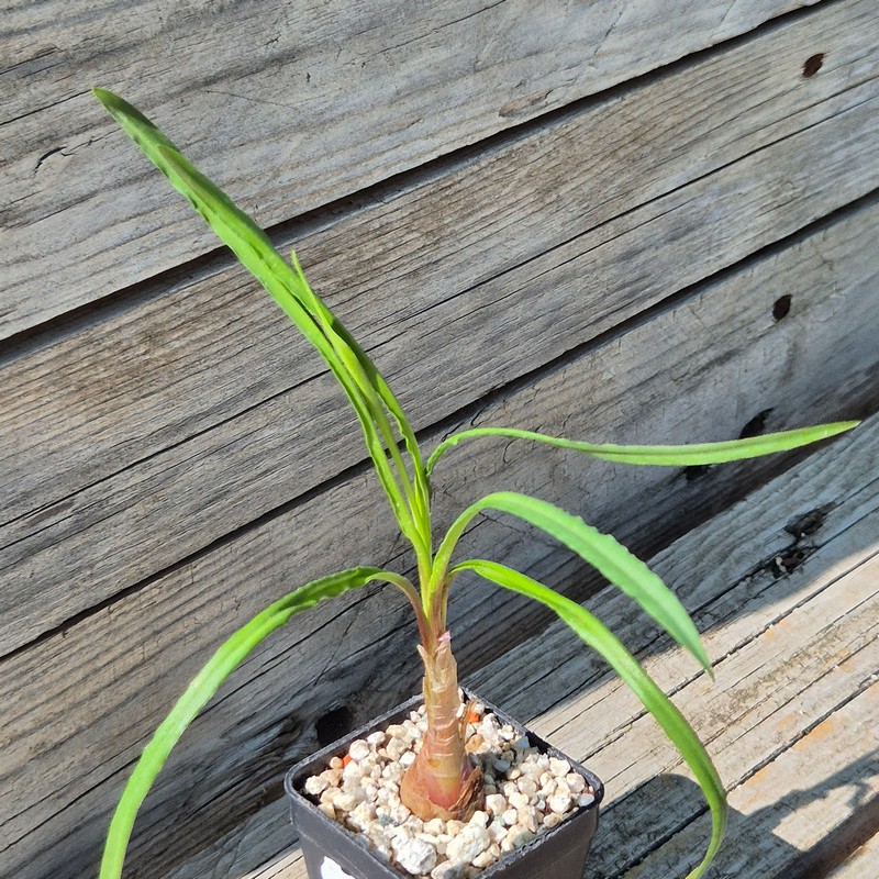 VVG39533 Ledebouria crispa - Image 2