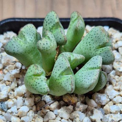 VVG39674 Conophytum taylorianum subs. ernianum -Rooiberg- Namibia
