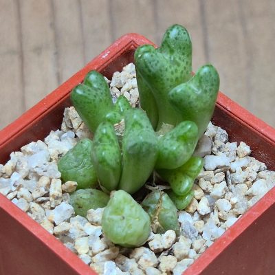 VVG39676 Conophytum tantillum SB 1191