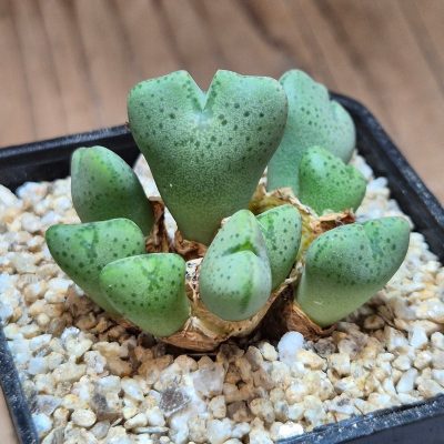 VVG39677 Conophytum taylorianum v. ernianum ex. MG 1419.45