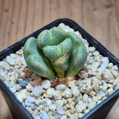 VVG39678  Conophytum taylorianum subs. ernianum -Zebrafontein- RV 1264