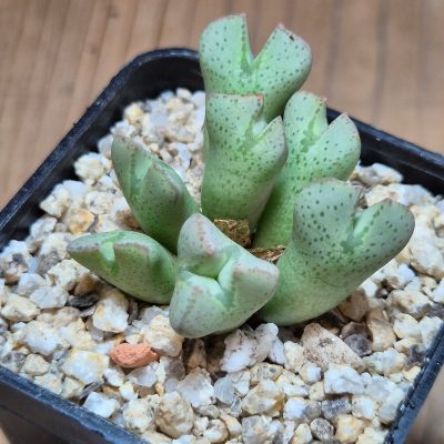 VVG39679 Conophytum taylorianum subs. ernianum -Rooiberg- Namibia