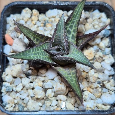 VVG39680 Haworthia tesselata