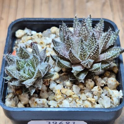 VVG39681 Haworthia herbacea -25 km NW Villersdorp- 2 plants seedling