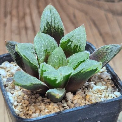 VVG39682 Haworthia VA4330B hybrid