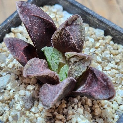 VVG39683 Haworthia VA4330B hybrid