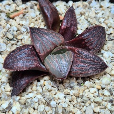 VVG39684 Haworthia splendens 'Hakuja' hybrid, seedling