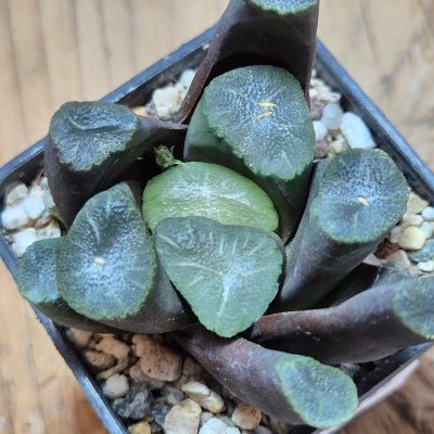 VVG39685 Haworthia maughanii -Japan-