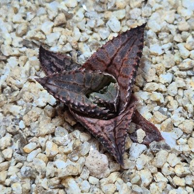 VVG39686 Haworthia tesselata seedling