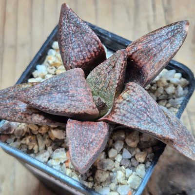 VVG39687 Haworthia picta v. janvlokii GM267 seedling