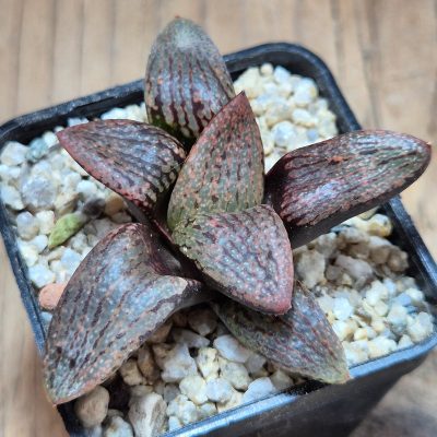 VVG39688 Haworthia picta v. janvlokii GM267 seedling
