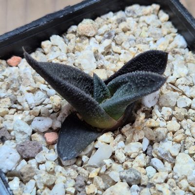 VVG39689 Haworthia sordida seedling