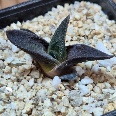 VVG39690 Haworthia sordida seedling
