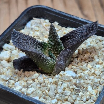 VVG39691 Haworthia scabra seedling