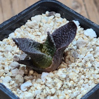 VVG39692 Haworthia scabra seedling