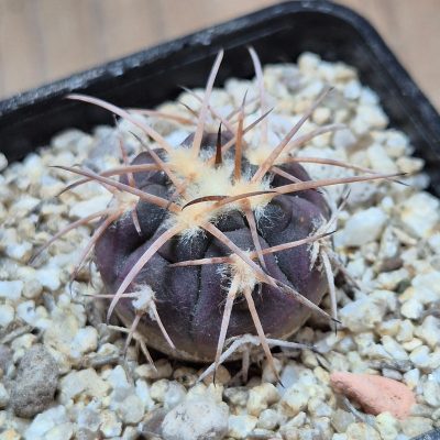 VVG39693 Gymnocalycium spegazzinii seedling