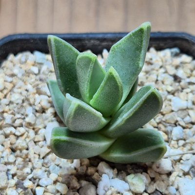 VVG39694 Faucaria bosscheana seedling