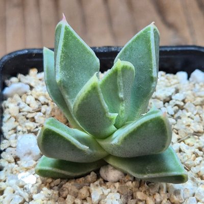 VVG39695 Faucaria bosscheana seedling