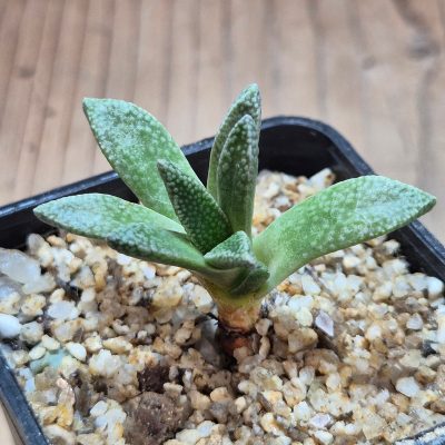 VVG39696  Nananthus margaritiferus seedling