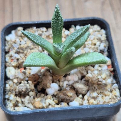 VVG39697  Nananthus margaritiferus seedling
