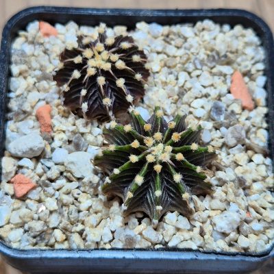VVG39699 Gymnocalycium friedrichii -Agua Dulce-  2 plants seedling